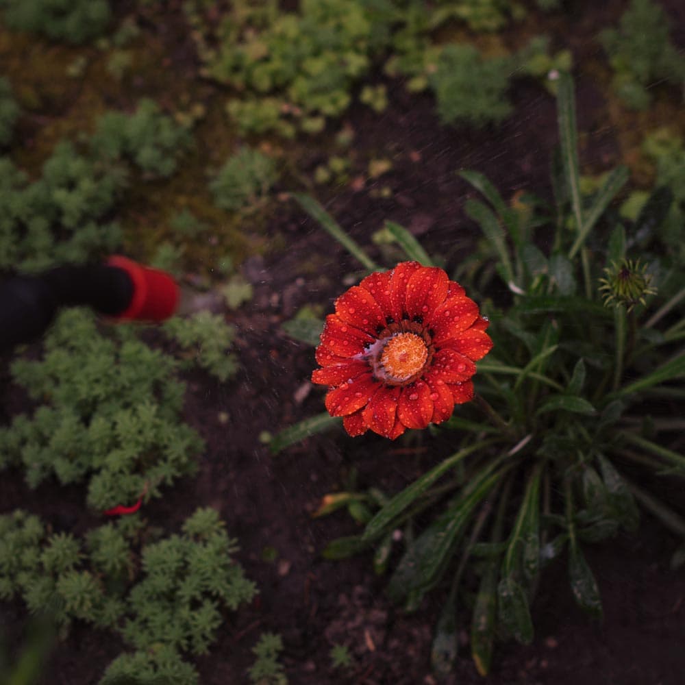 Обприскувач пневматичний 8л FLORA (5003234) — 4